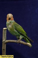 藏品(紅臉鸚鵡)的圖片